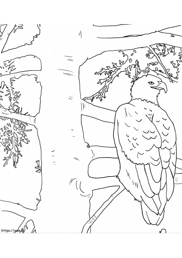 Aquila calva nell'albero da colorare