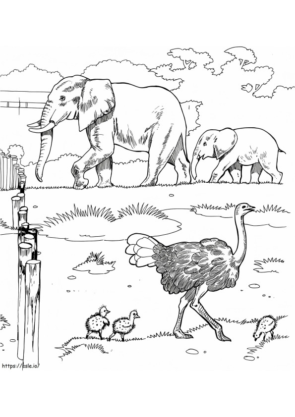 Ostrich In Zoo coloring page