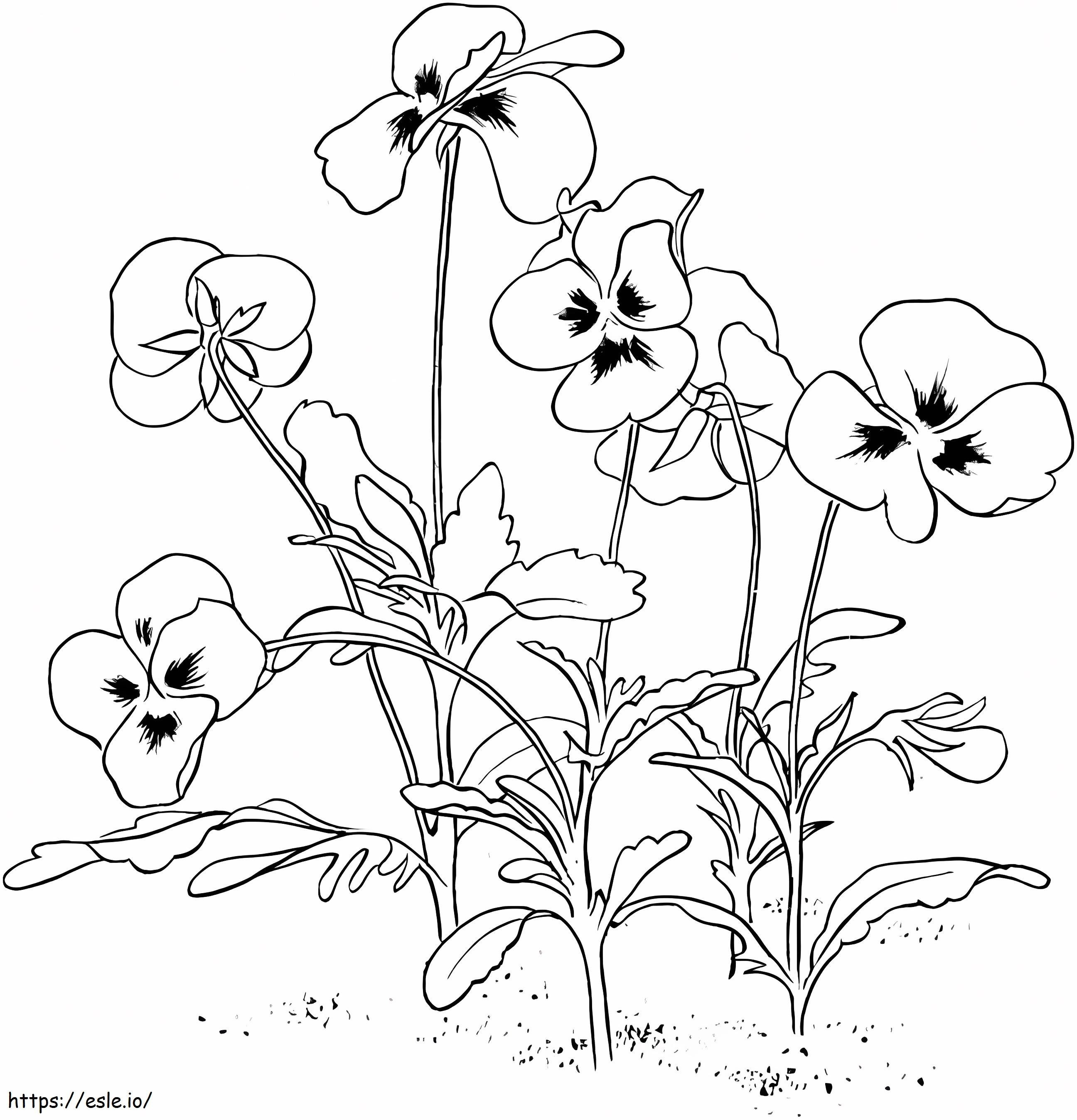 Printable Pansy Flowers coloring page