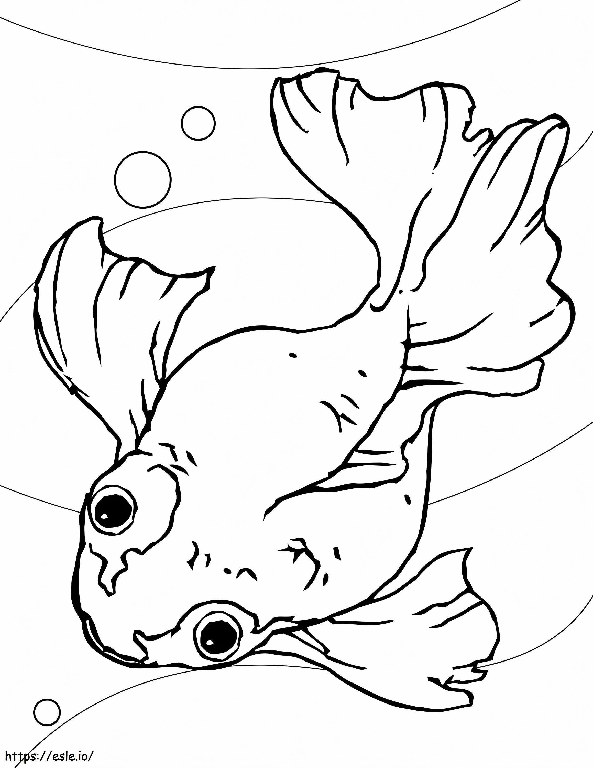 Goldfish 5 coloring page