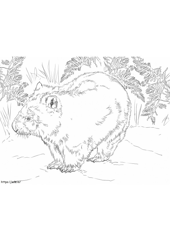 Coloriage Australie Wombat à imprimer dessin
