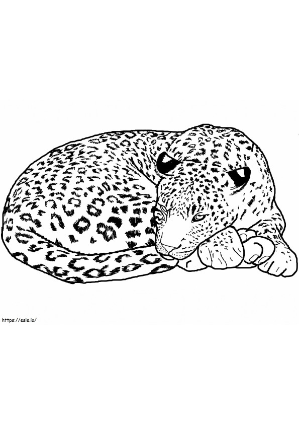 Sleeping Leopard