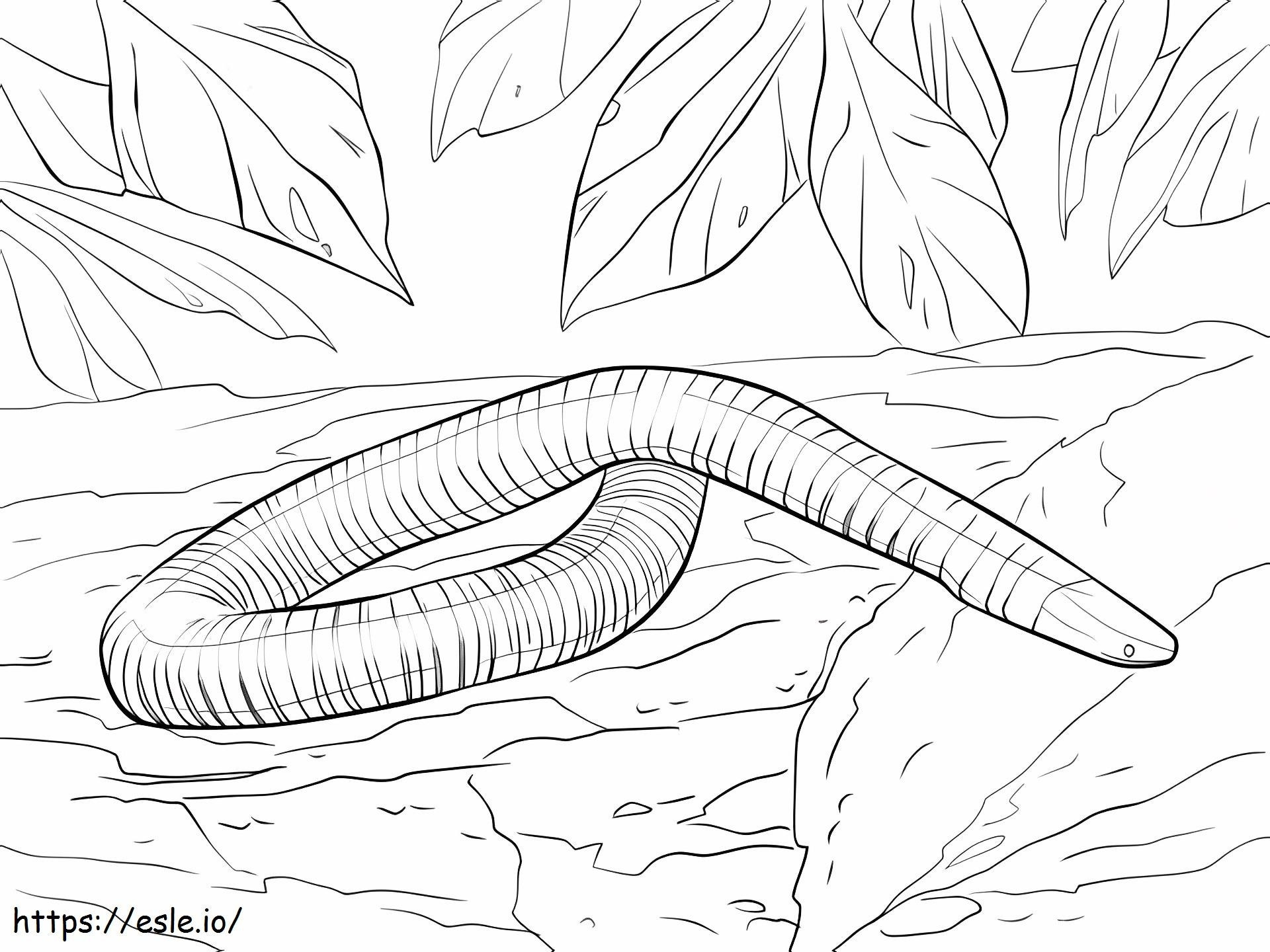 Serpente anfibio da colorare