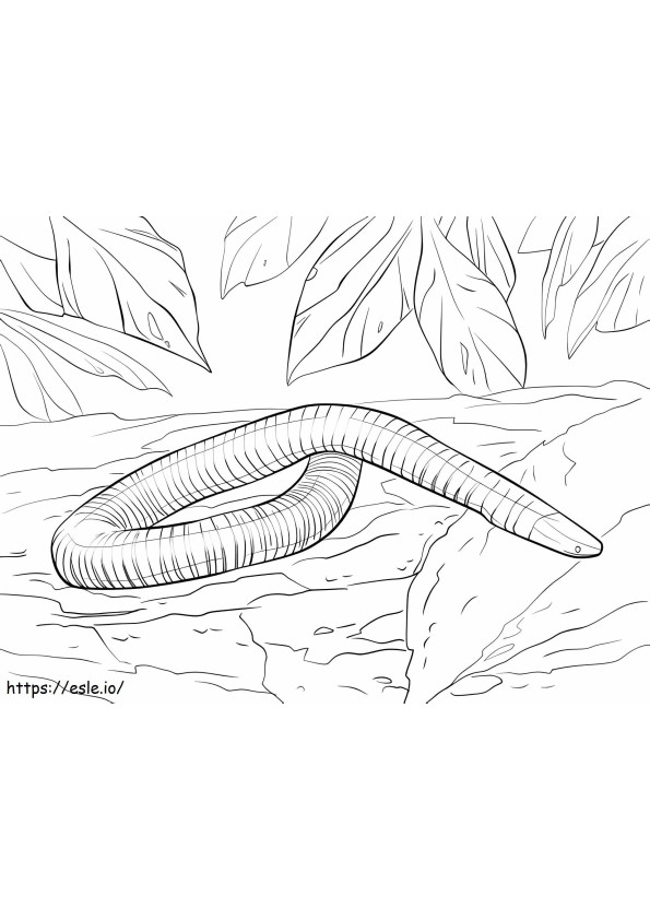 Sammakkoeläin käärme värityskuva