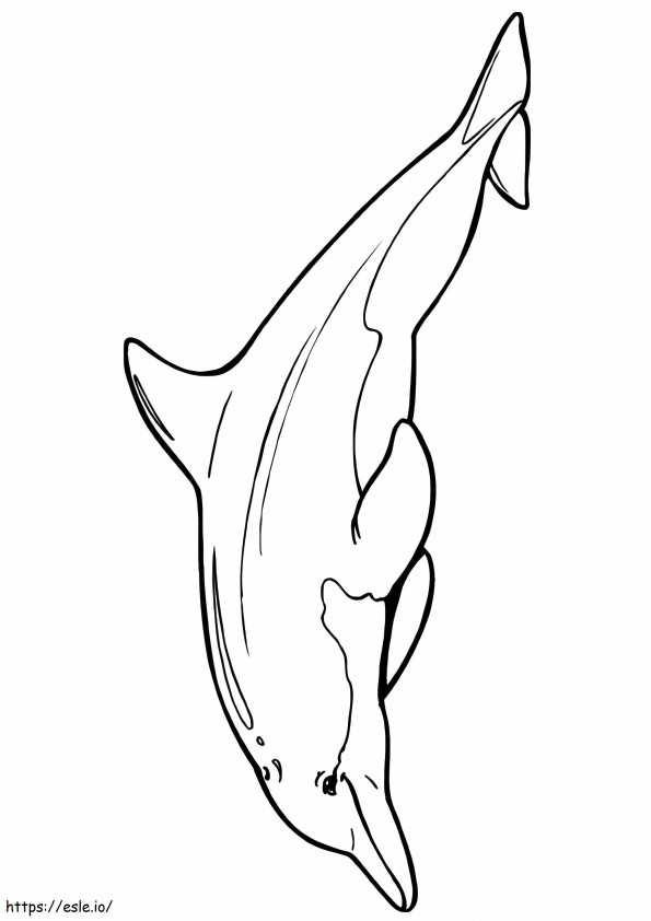 1526606229 Kiinan valkoinen delfiini A4 värityskuva