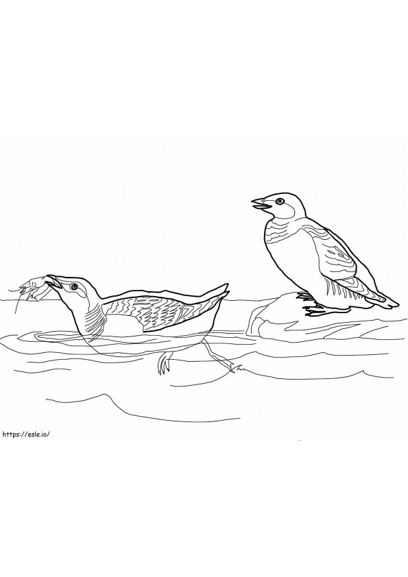 Little Auk coloring page