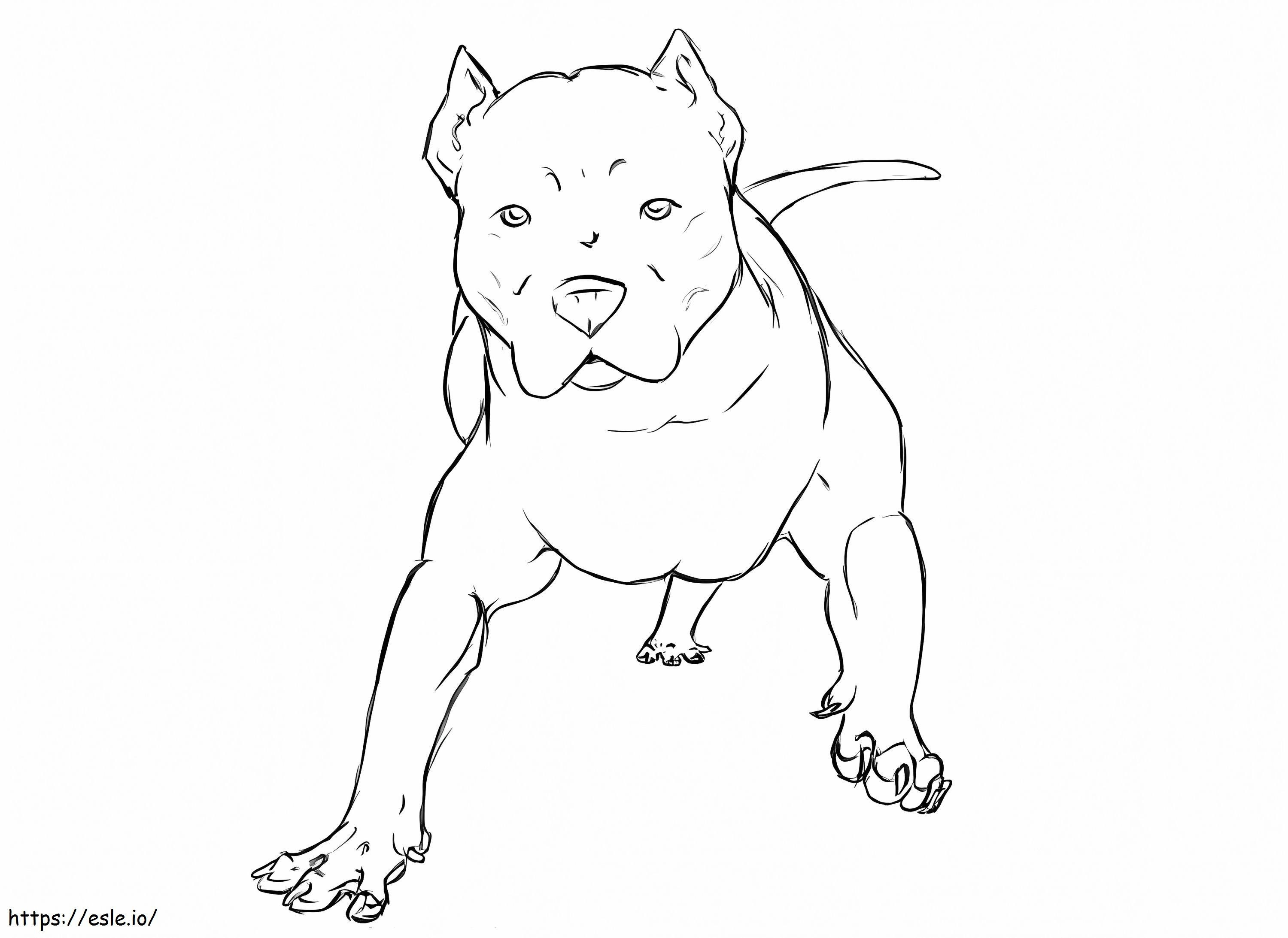 Pitbull kutya 1 kifestő