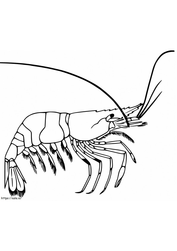 Deep Water Shrimp coloring page