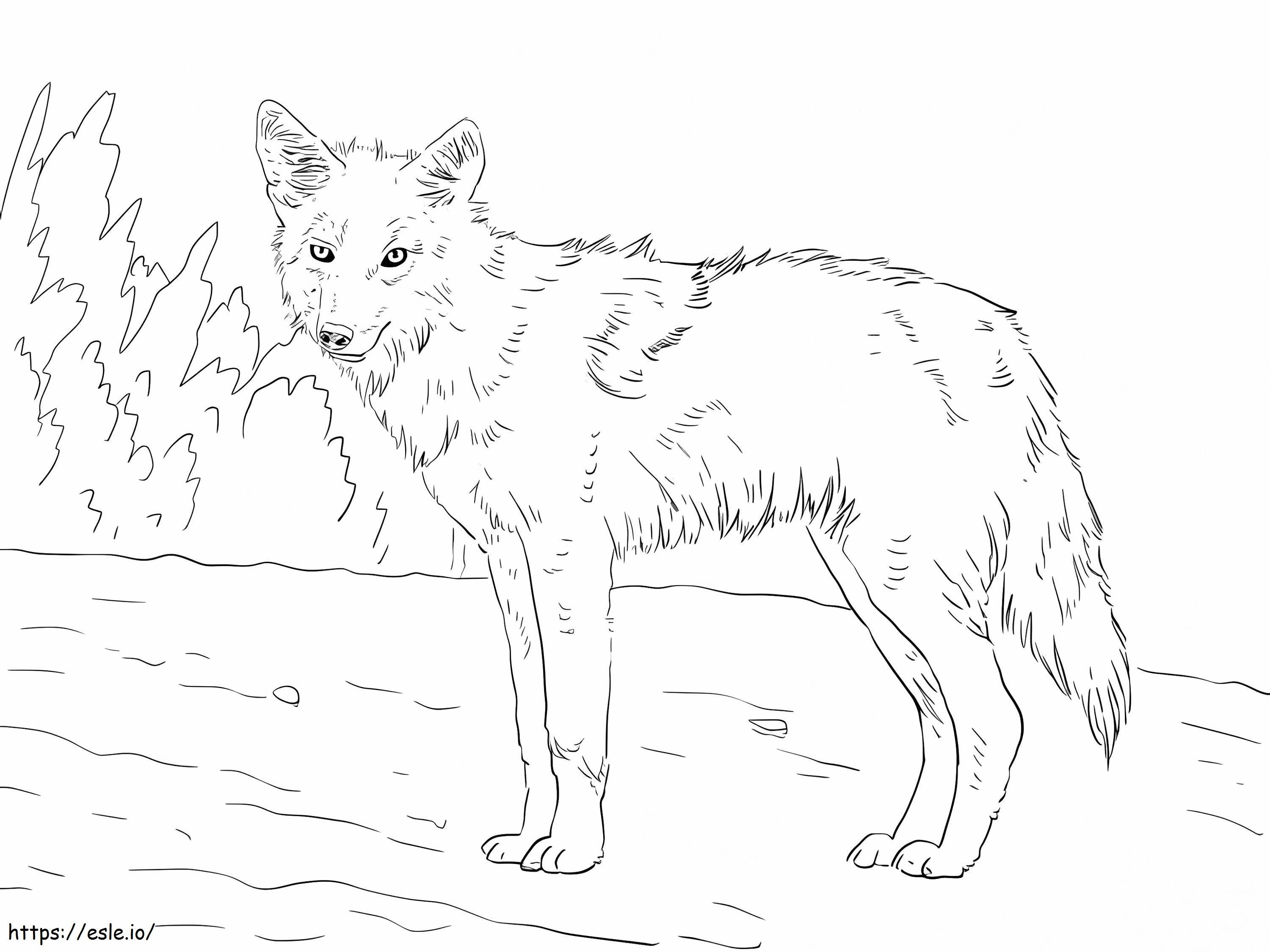 Dibujo para colorear de lobo coyote para colorear