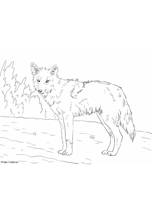 Dibujo para colorear de lobo coyote para colorear