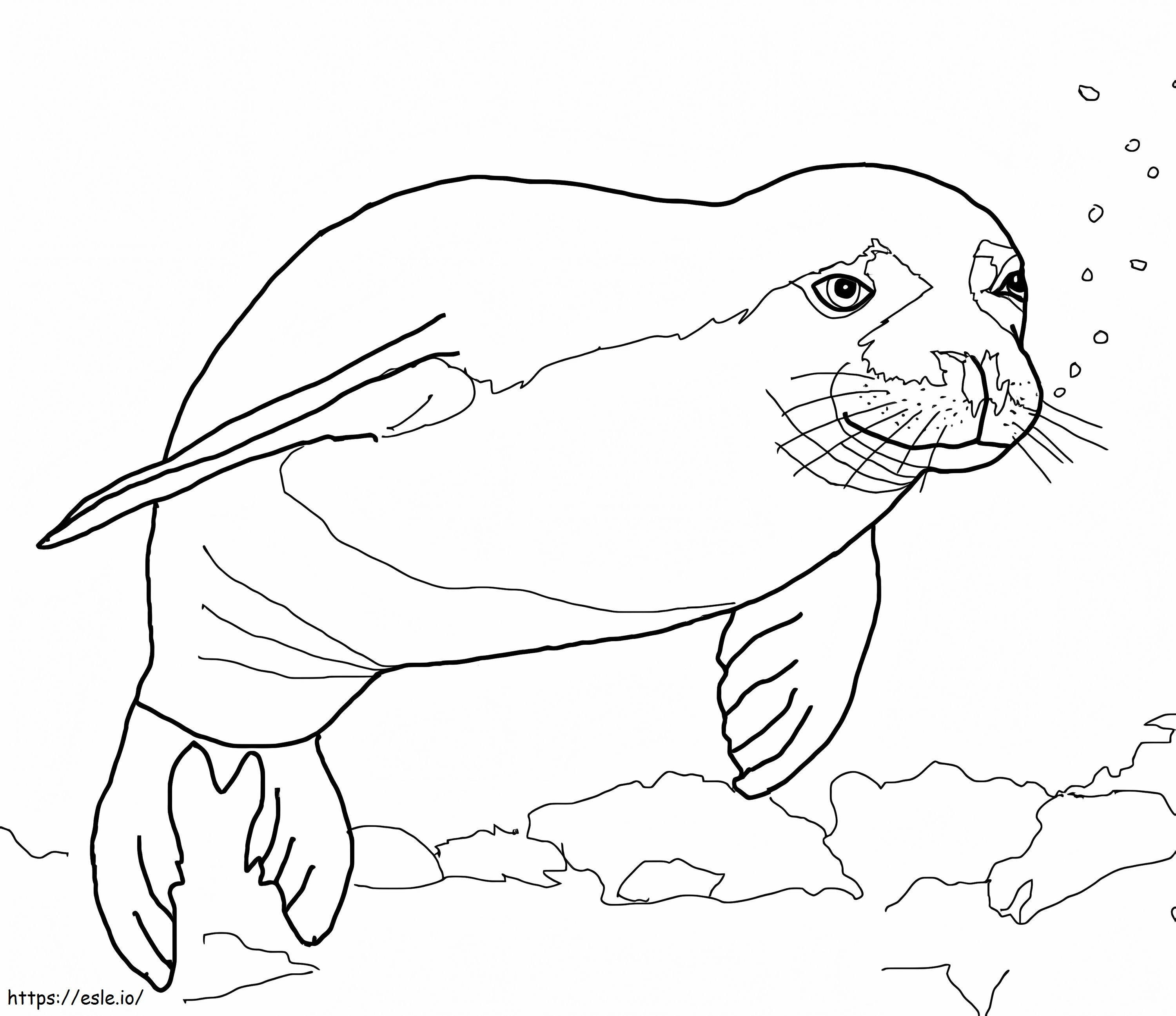 Hawaiian Monk Seal coloring page