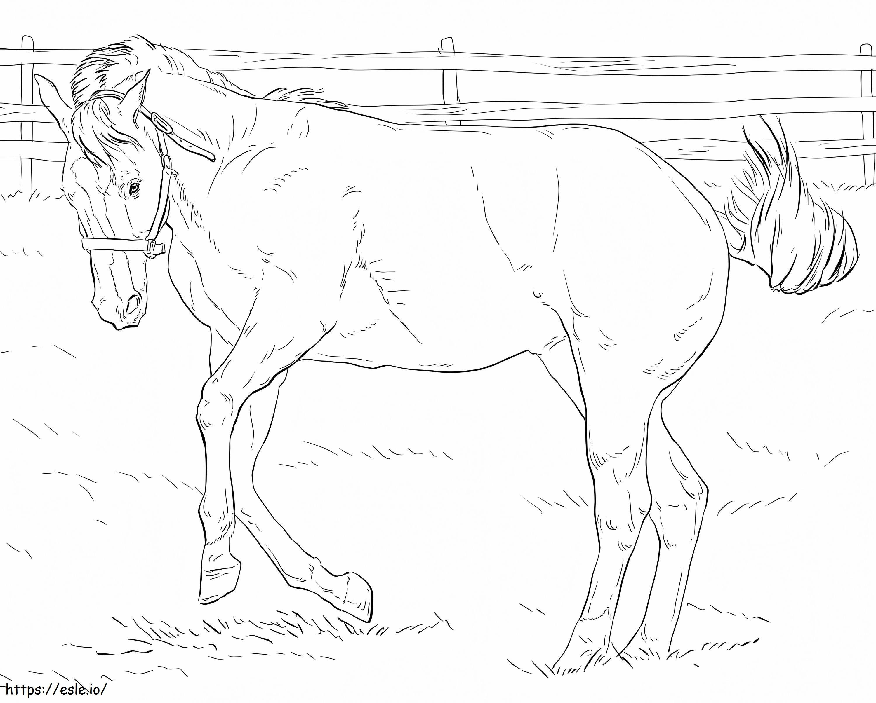 Bucking Horse 1 coloring page
