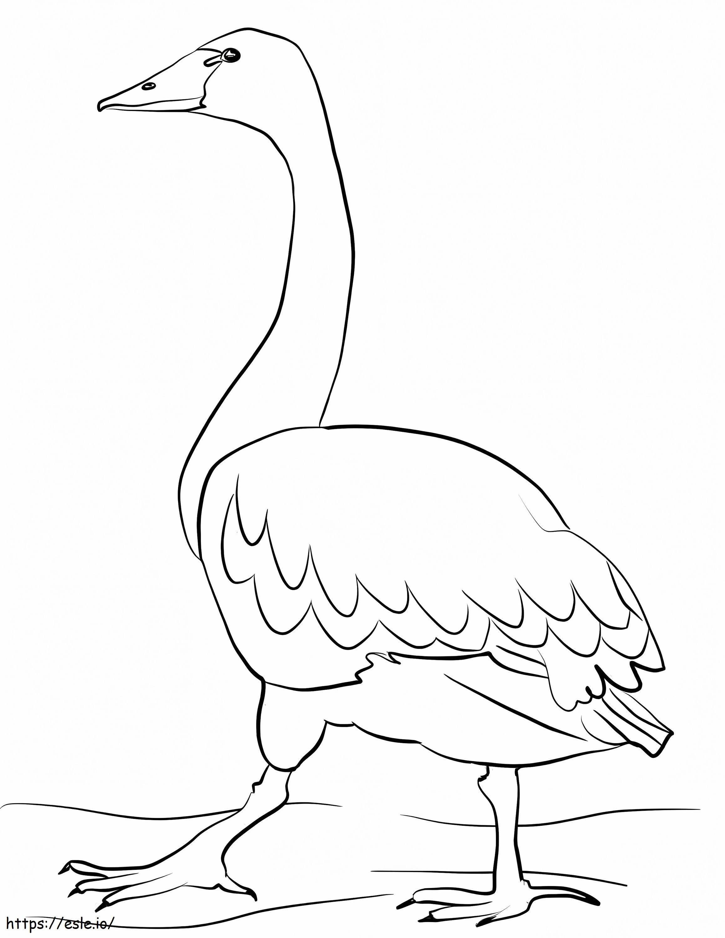 Tundra Swan coloring page