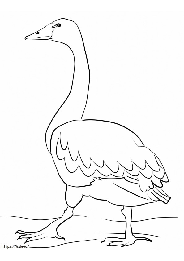 Tundra Swan coloring page