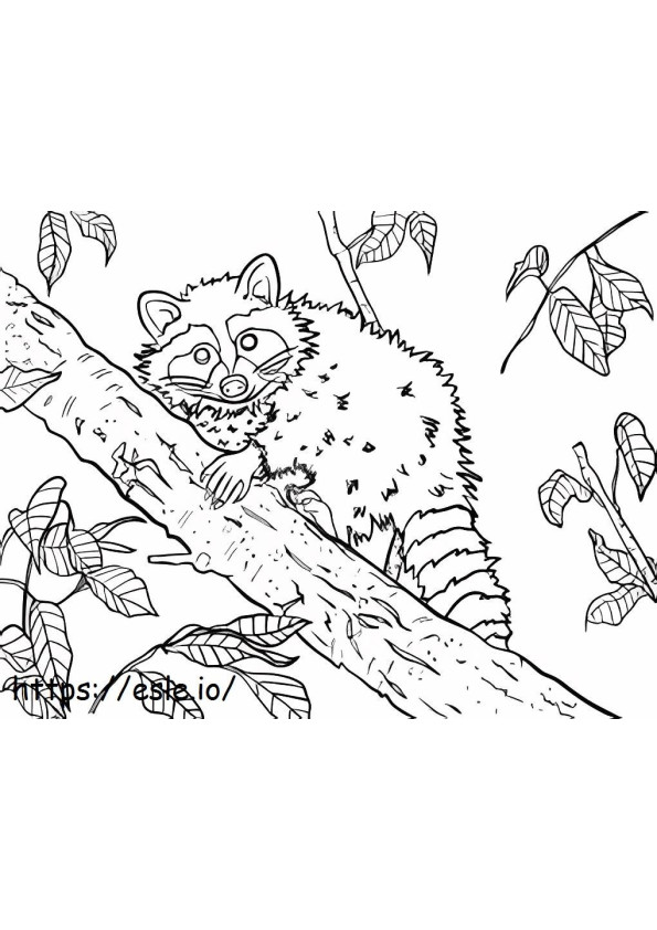 Raccoon On Tree Branch coloring page
