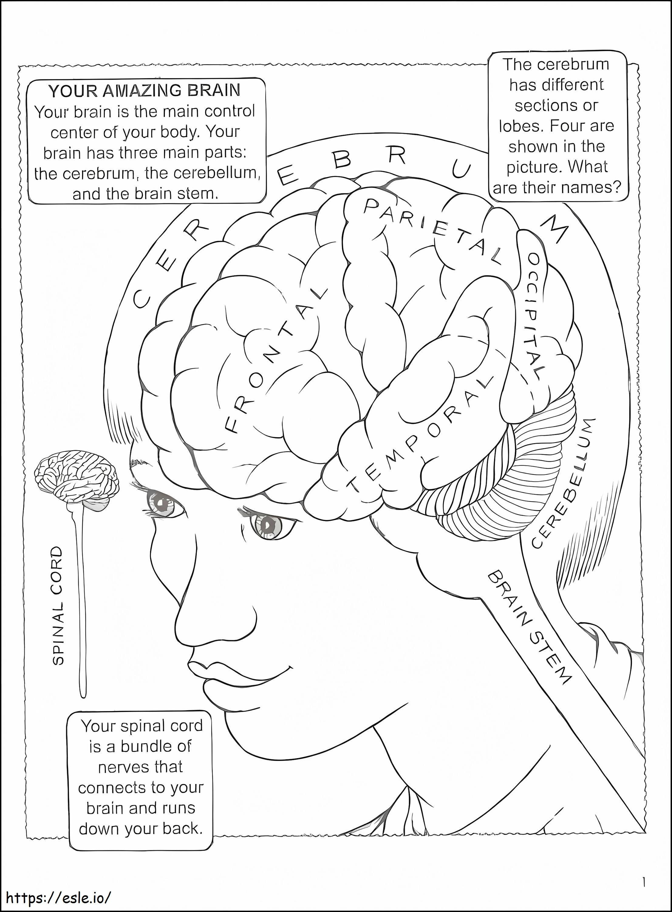 驚くべき人間の脳 ぬりえ - 塗り絵