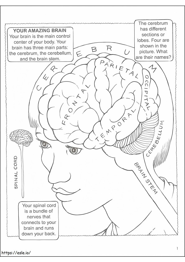 驚くべき人間の脳 ぬりえ - 塗り絵