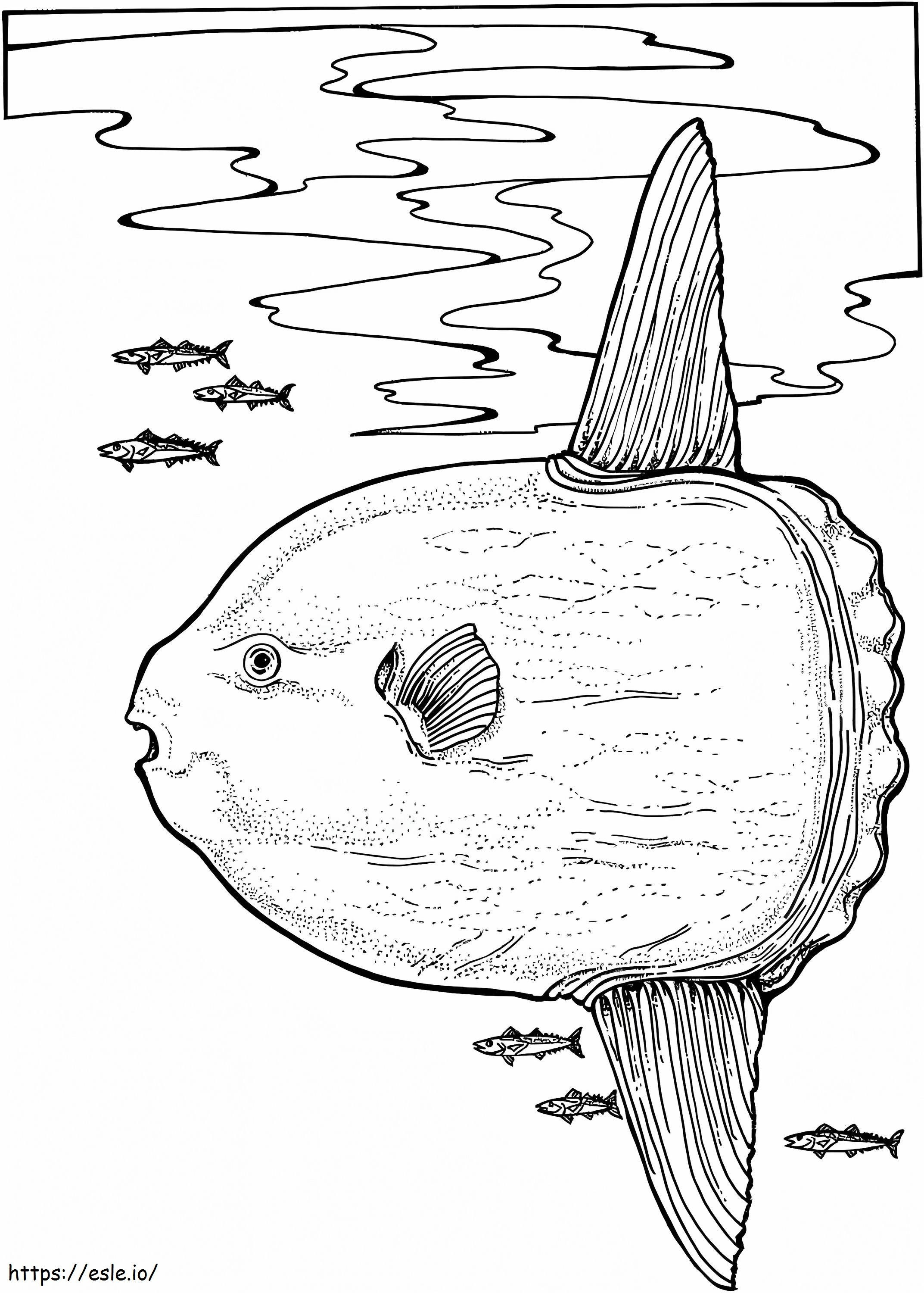 Ocean Sunfish coloring page