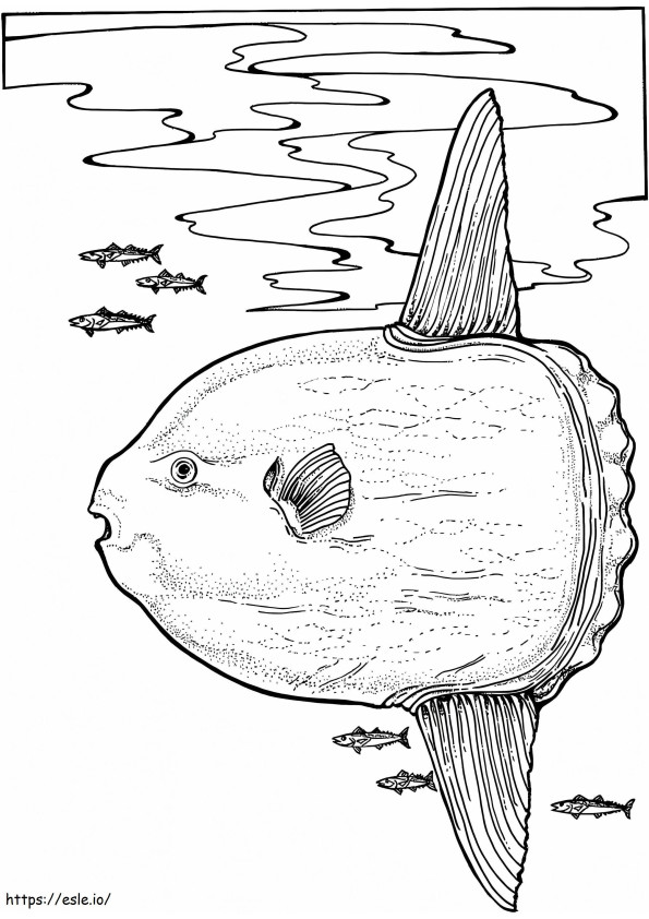 Ocean Sunfish coloring page