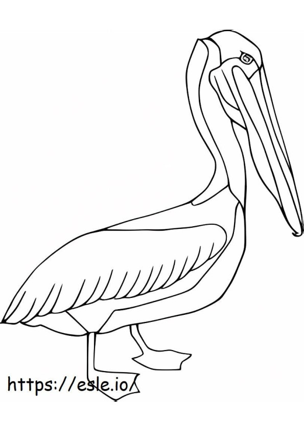 Brązowy pelikan kolorowanka
