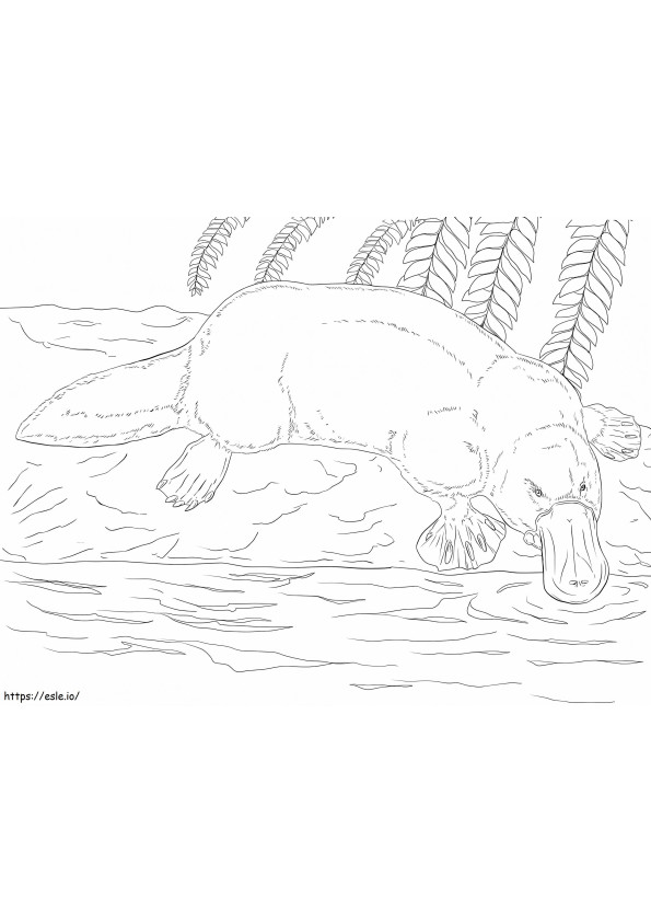 Platypus On A Bank coloring page