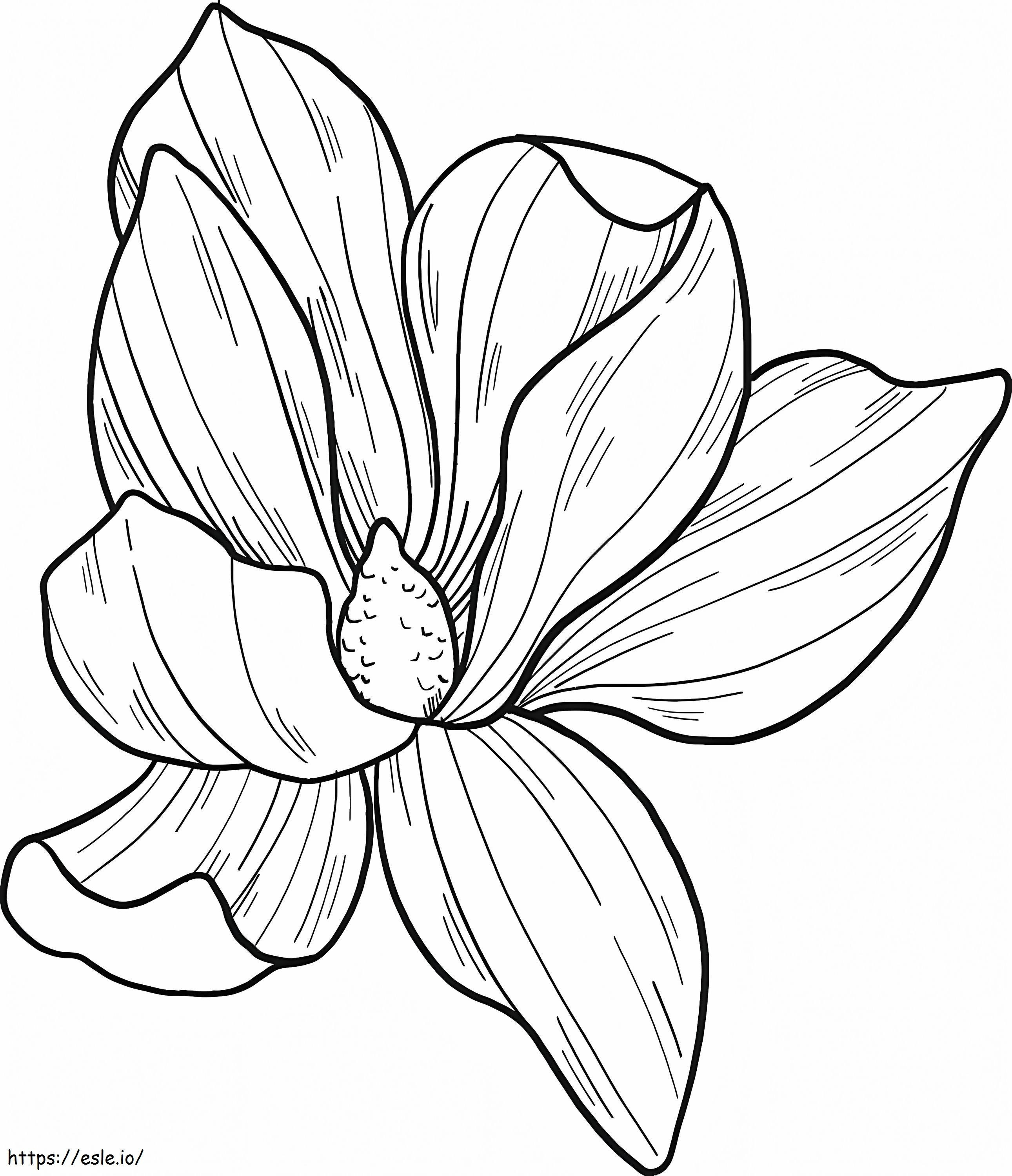 マグノリアの花 1 ぬりえ - 塗り絵