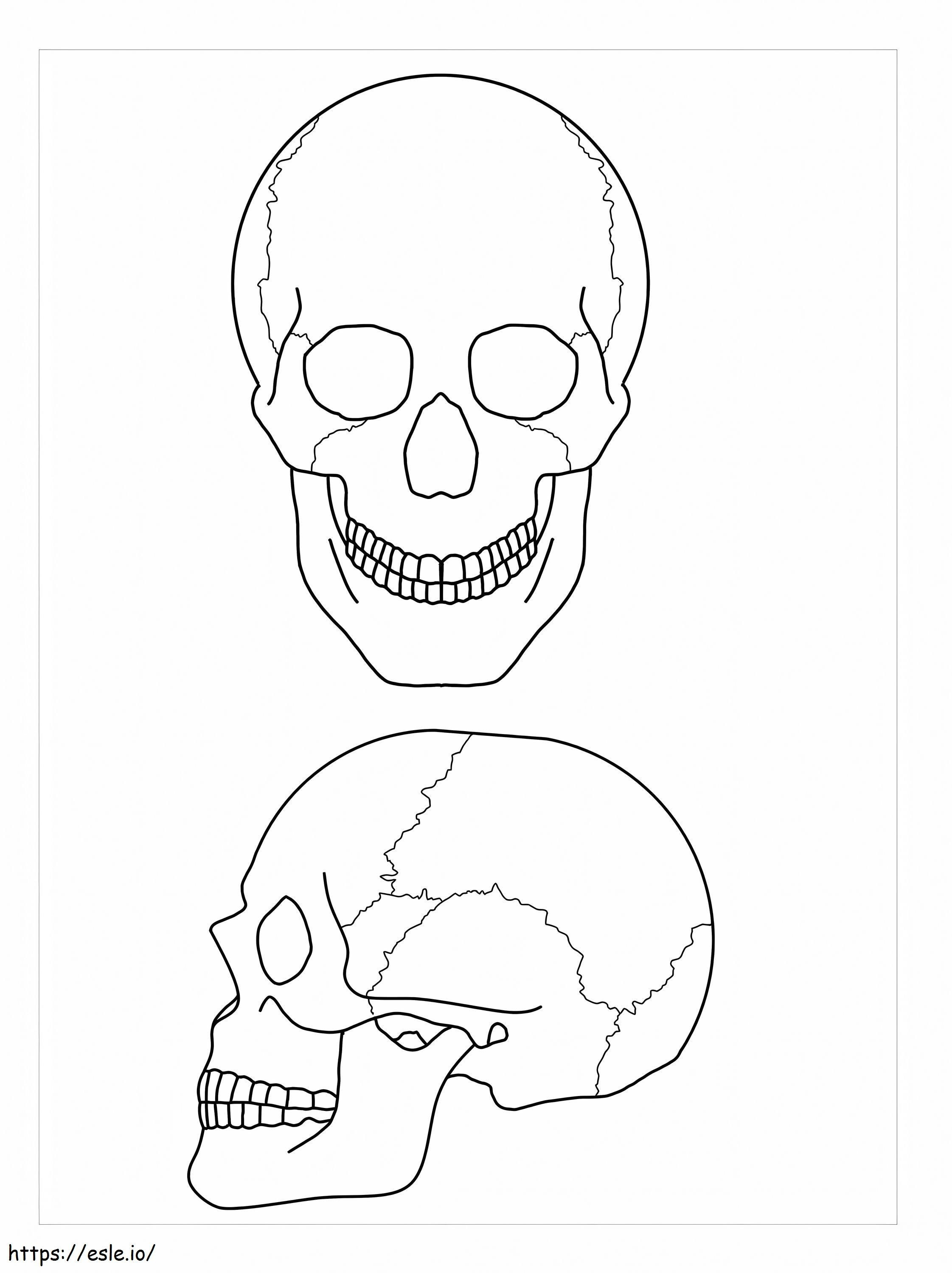 Anatomía de dos cráneos para colorear