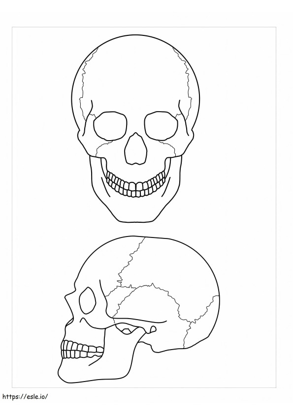 2 つの頭蓋骨の解剖学 ぬりえ - 塗り絵