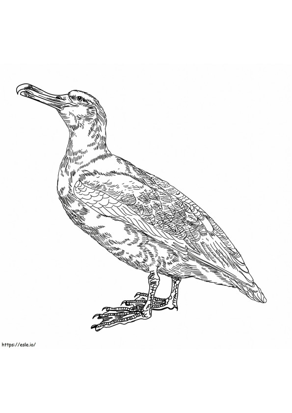 Albatros yang mengembara Gambar Mewarnai