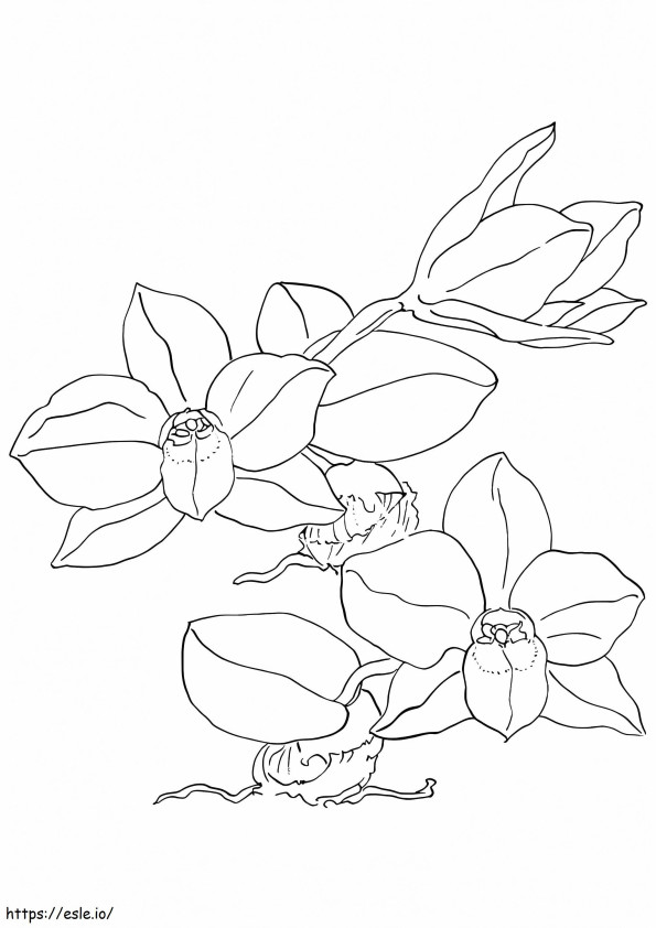 Coloriage Jolie orchidée à imprimer dessin