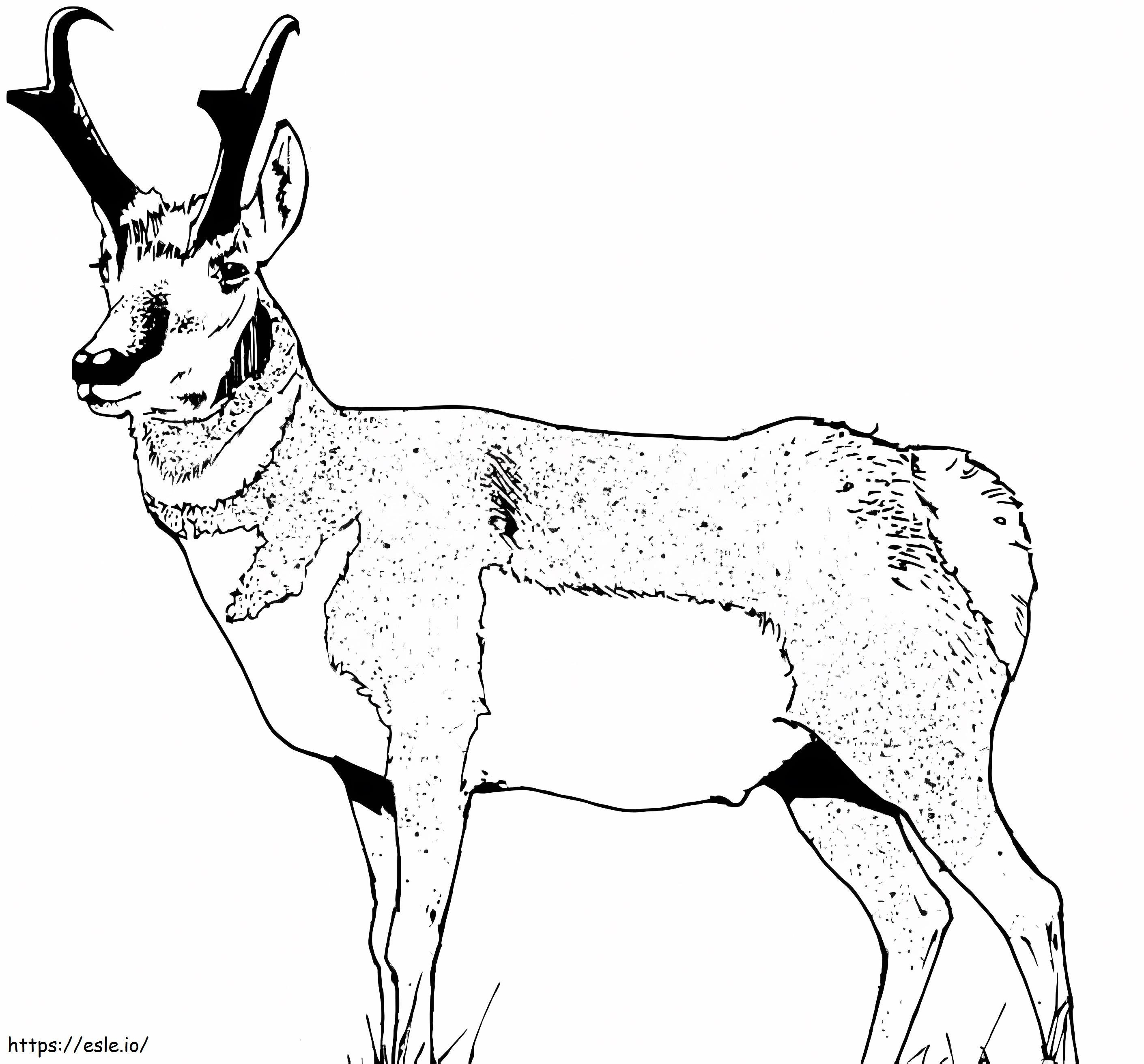 Wild Pronghorn coloring page