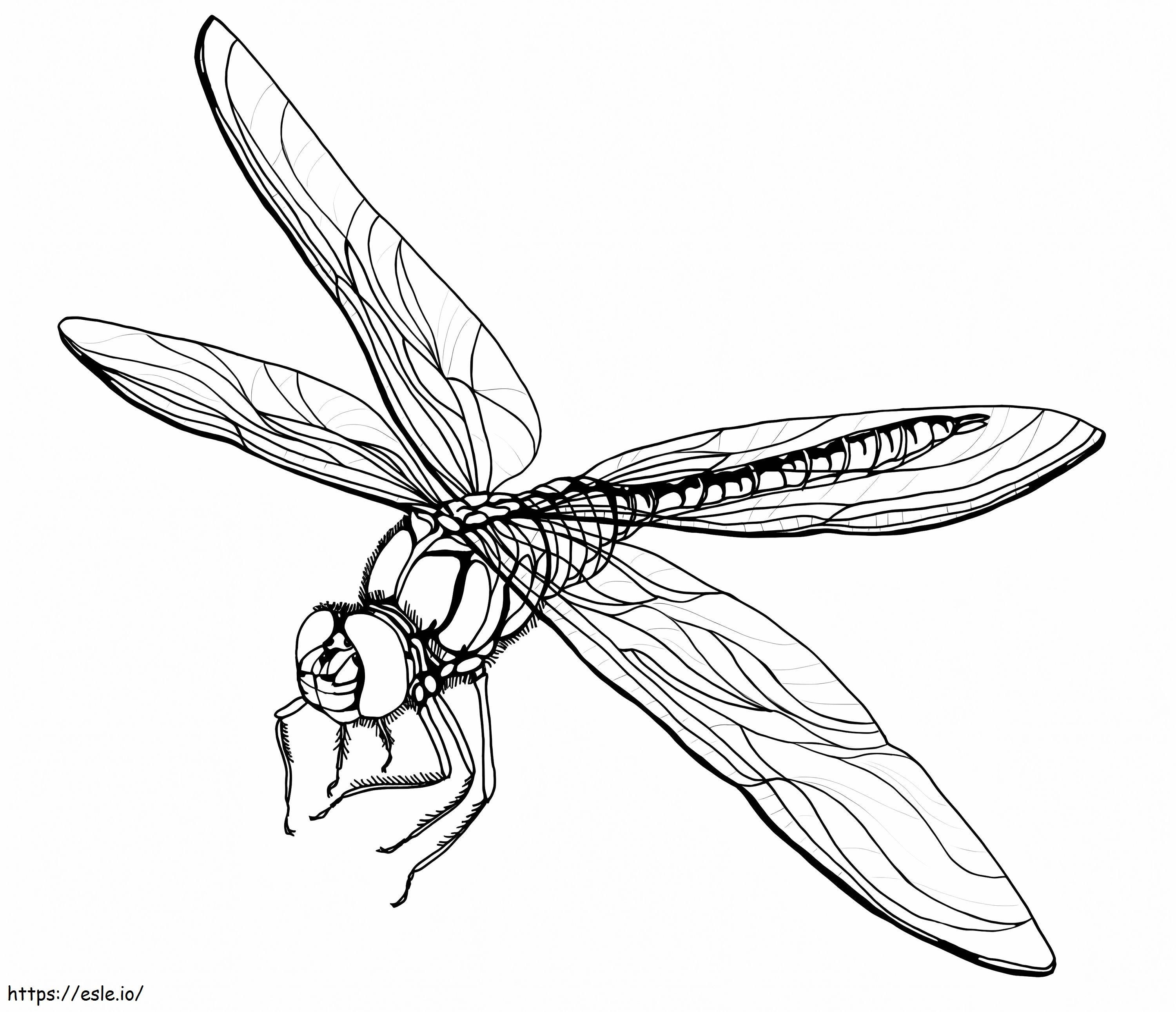 Normal Dragonfly coloring page