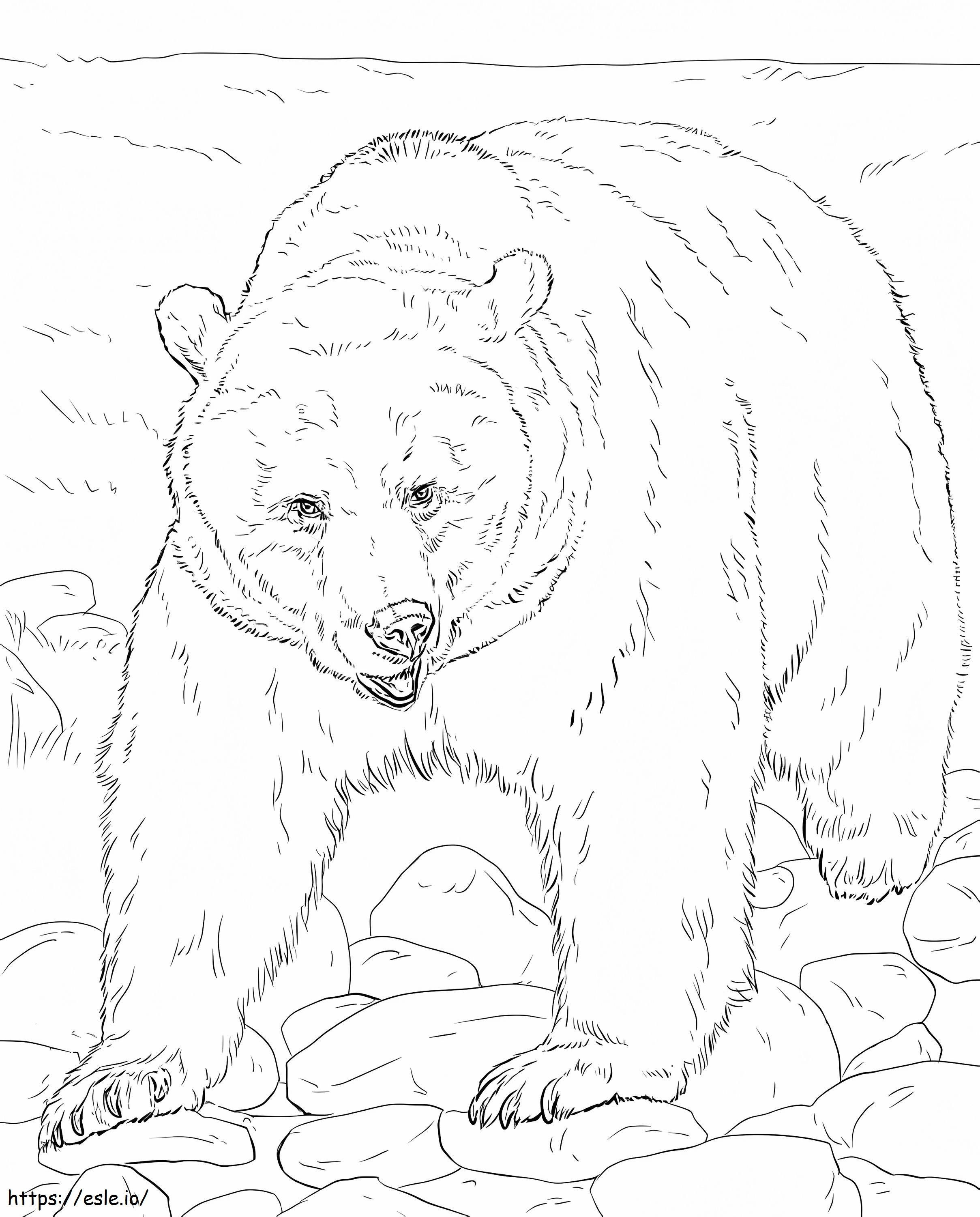 Realistic Brown Bear coloring page