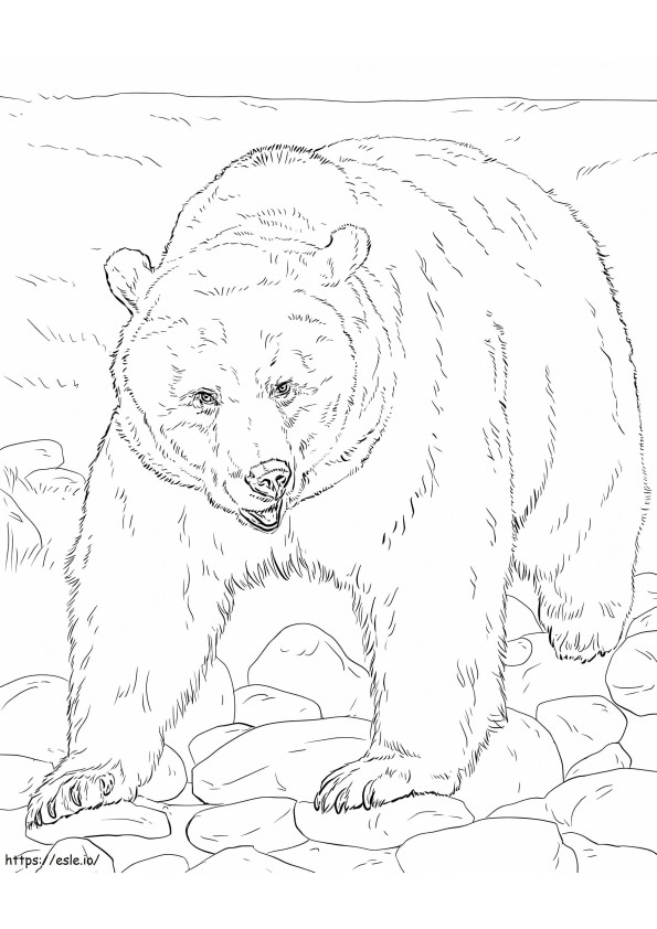 Realistinen ruskea karhu värityskuva