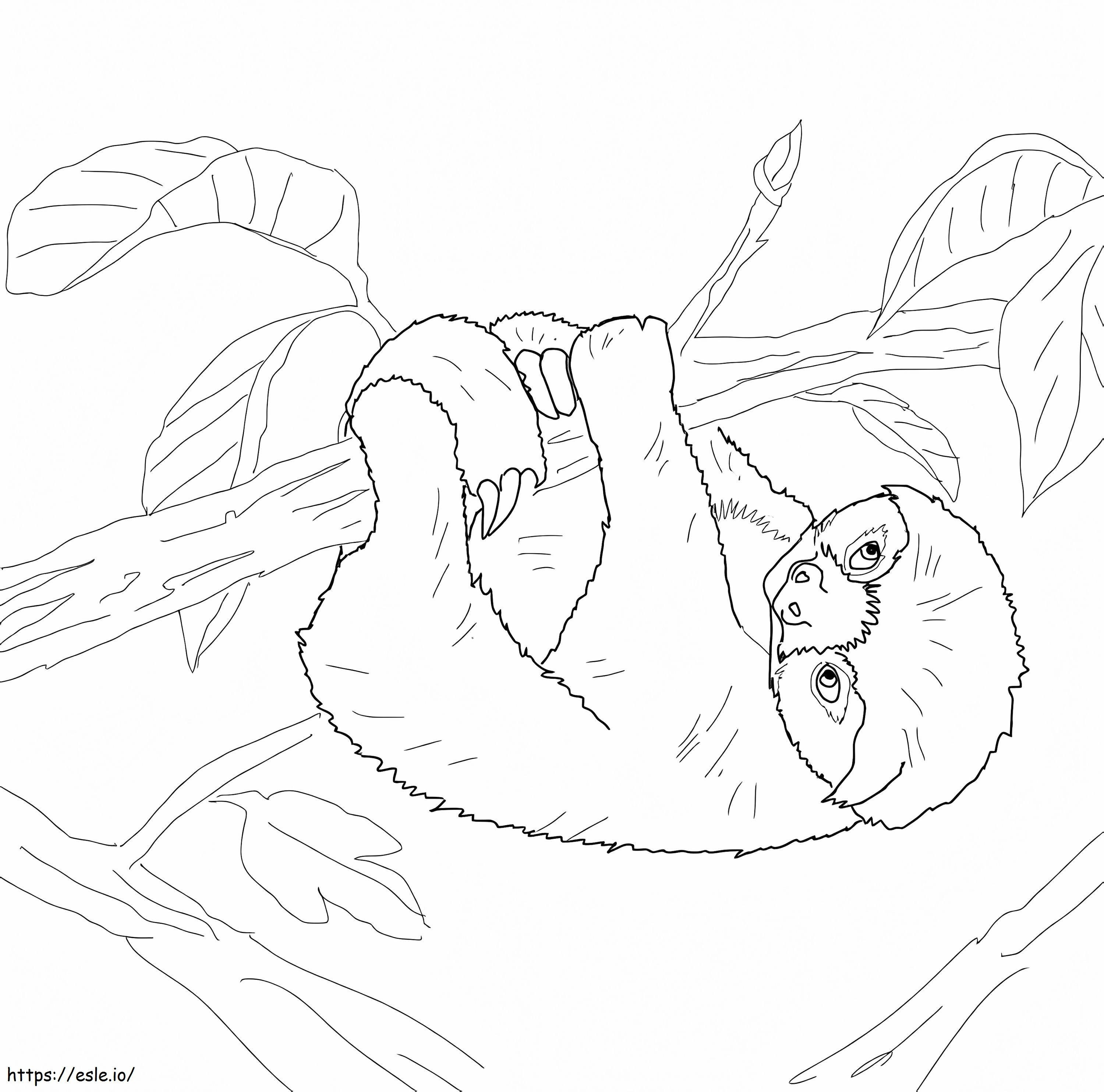 Piccolo bradipo da colorare