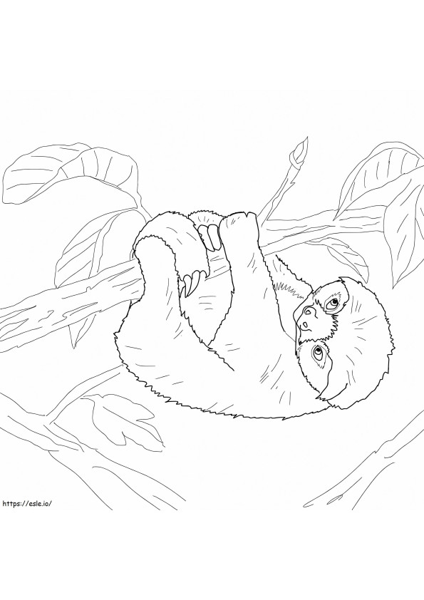 Baby Sloth coloring page