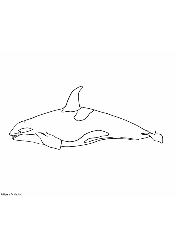 Amazing Whale coloring page