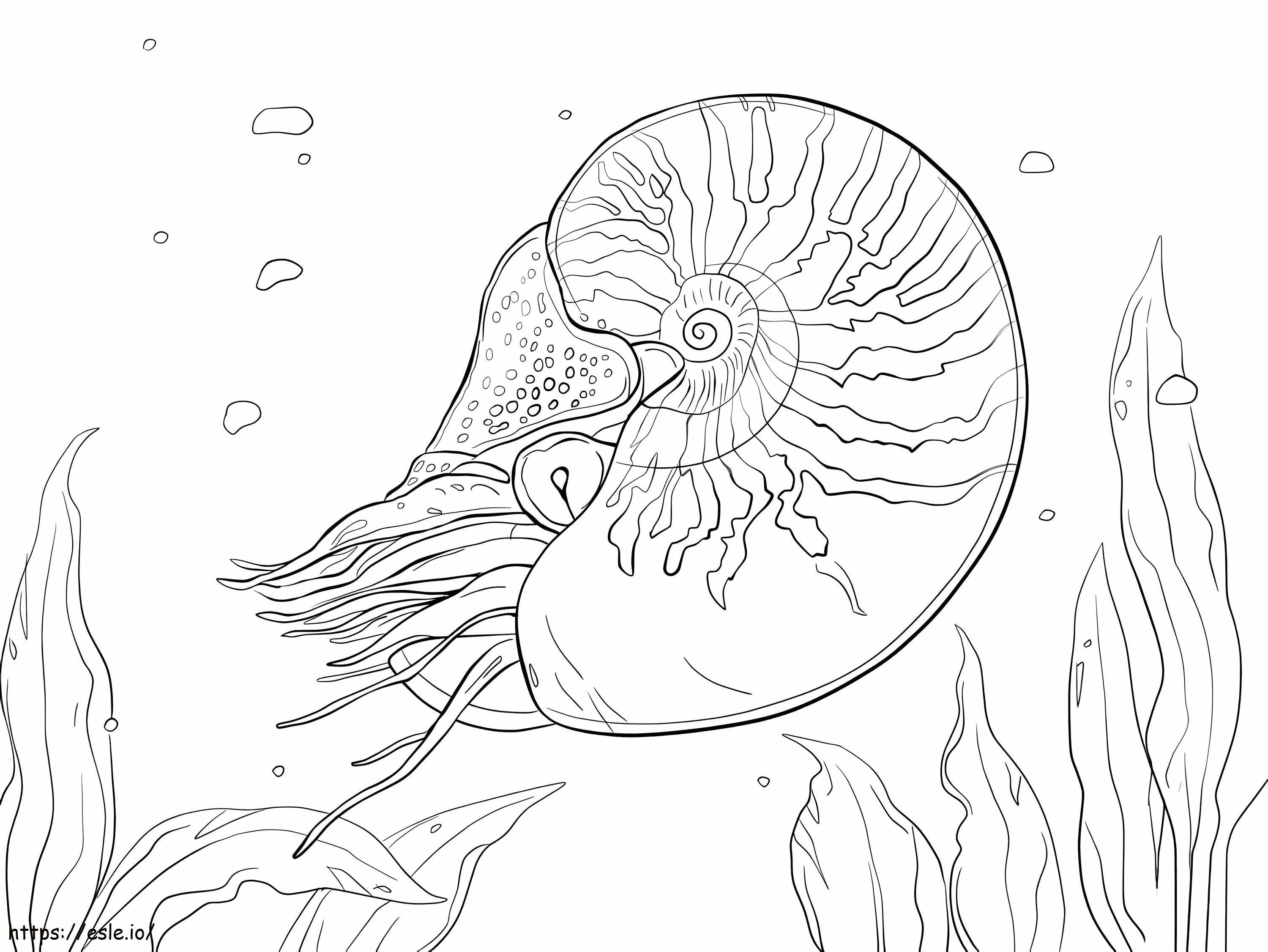 Pępkowy Nautilus kolorowanka