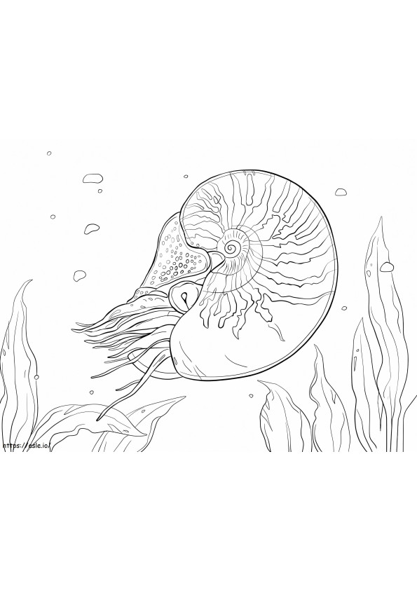 Bauchnabel-Nautilus ausmalbilder