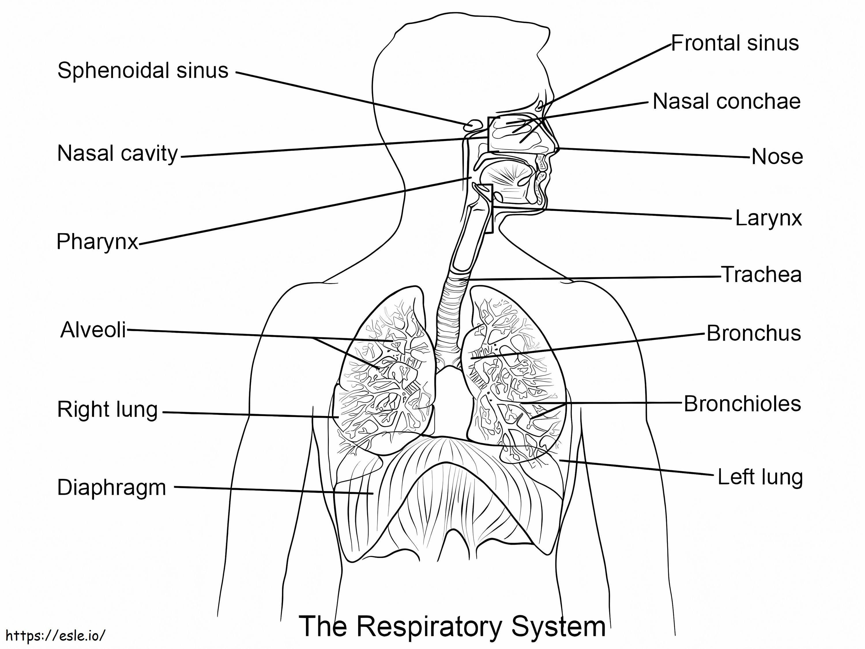 Sistema respiratorio da colorare