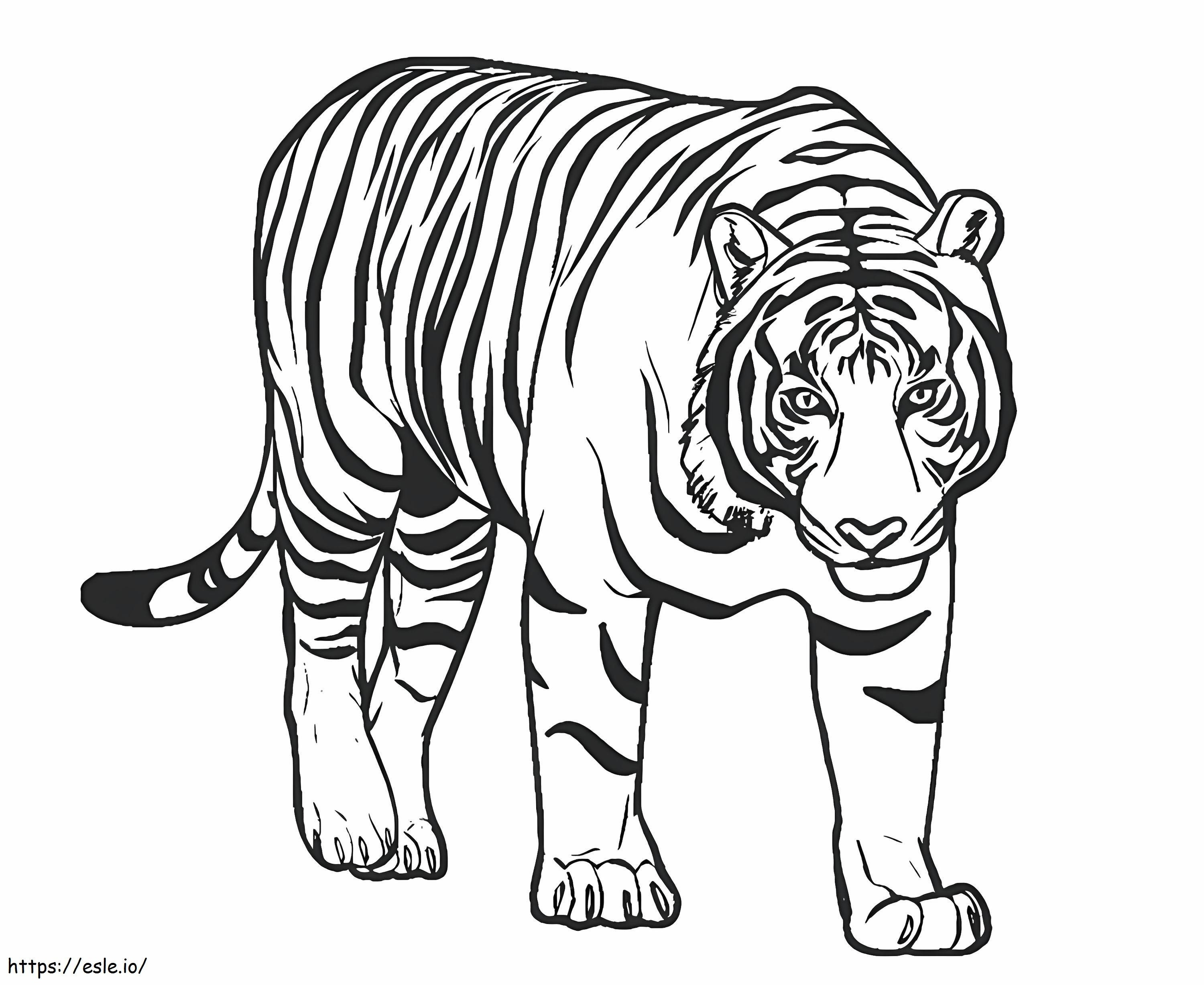 Upea tiikeri värityskuva