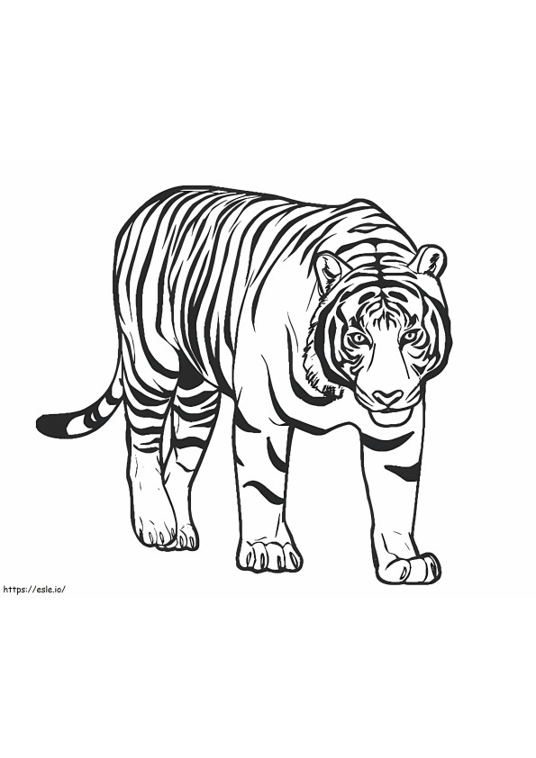 tigre impresionante para colorear