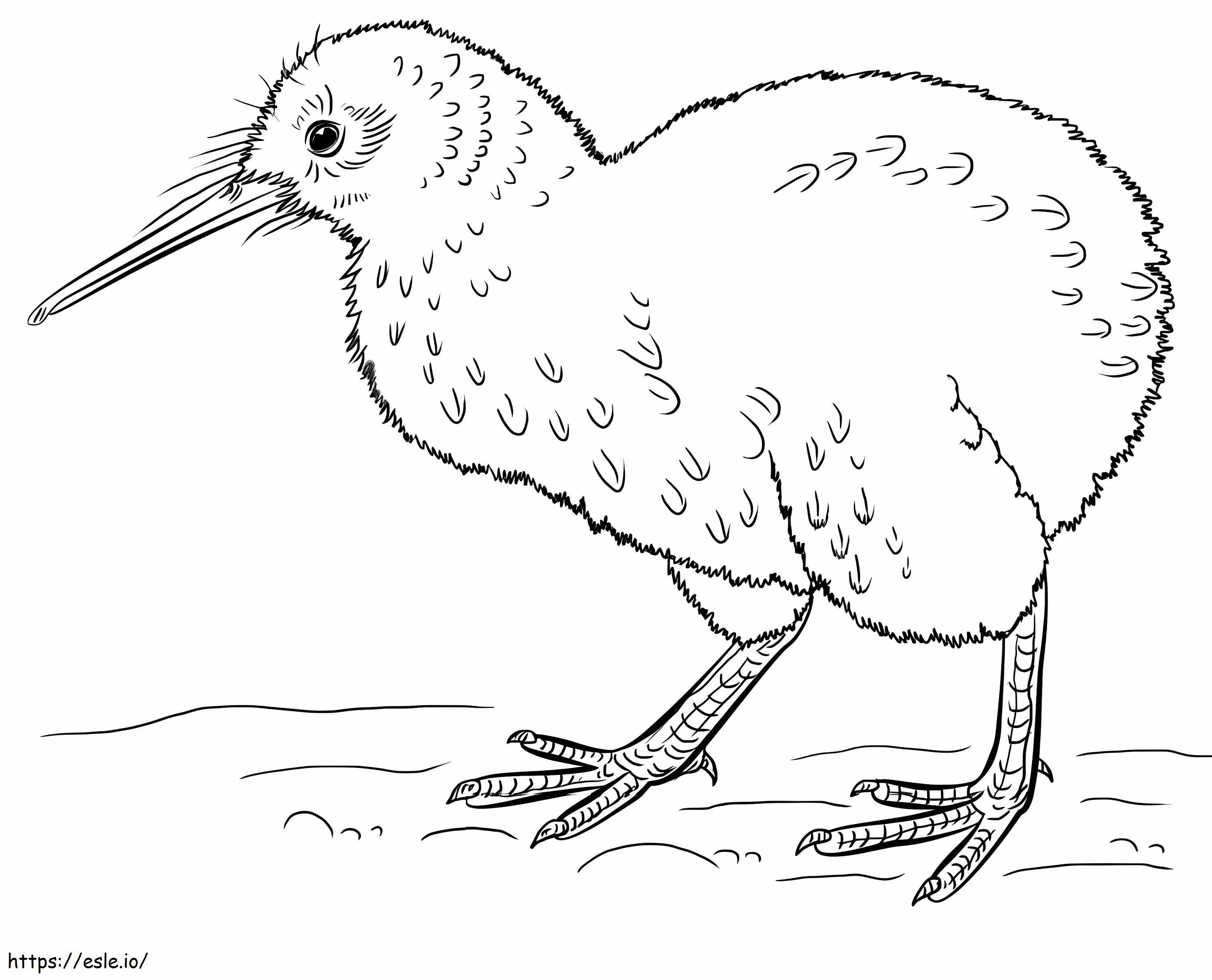 Uccello Kiwi di base da colorare