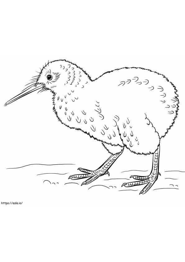 Coloriage Oiseau Kiwi de base à imprimer dessin