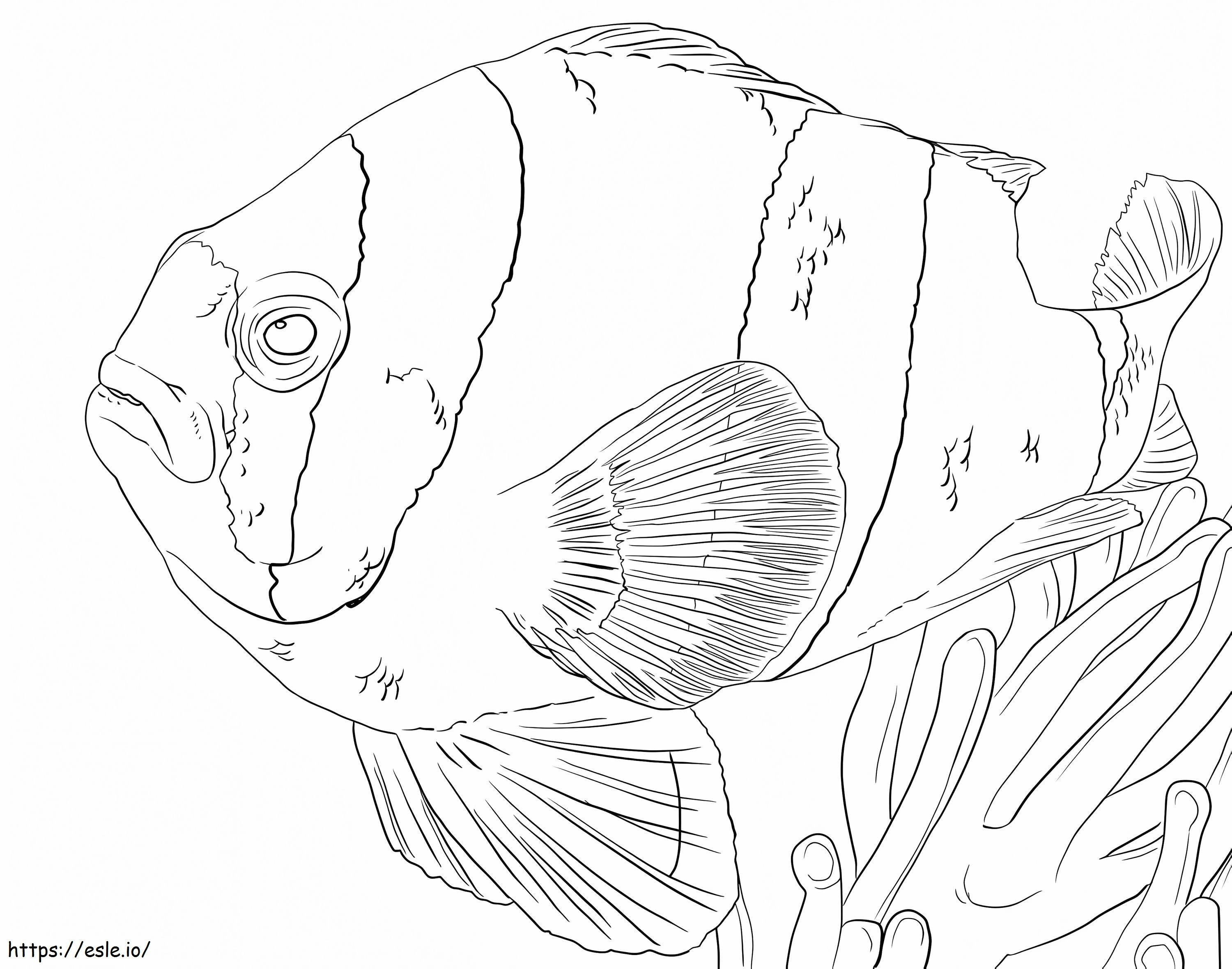 Clownfish Under The Ocean coloring page
