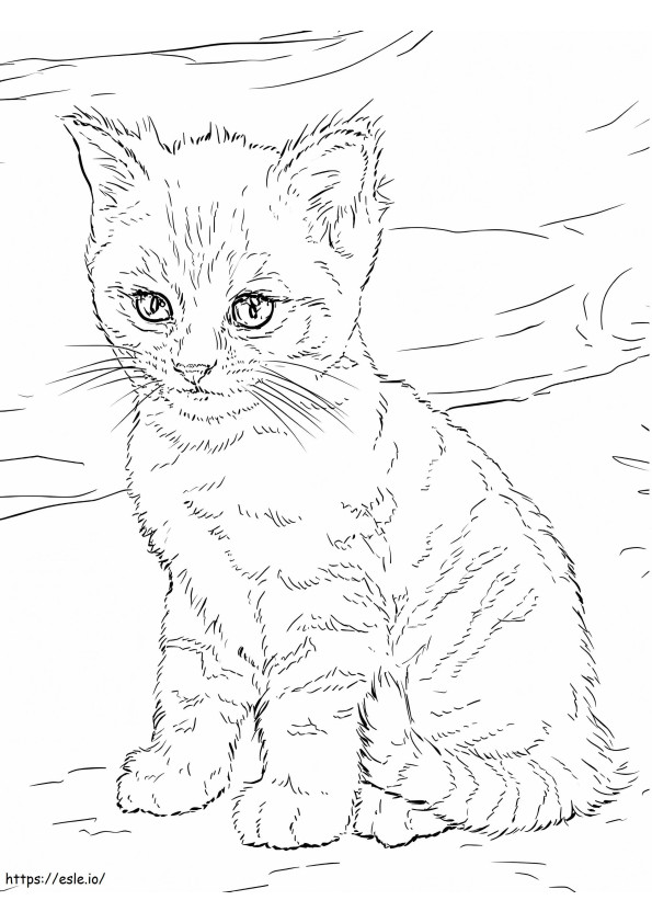1584956490 Cute Kitten coloring page