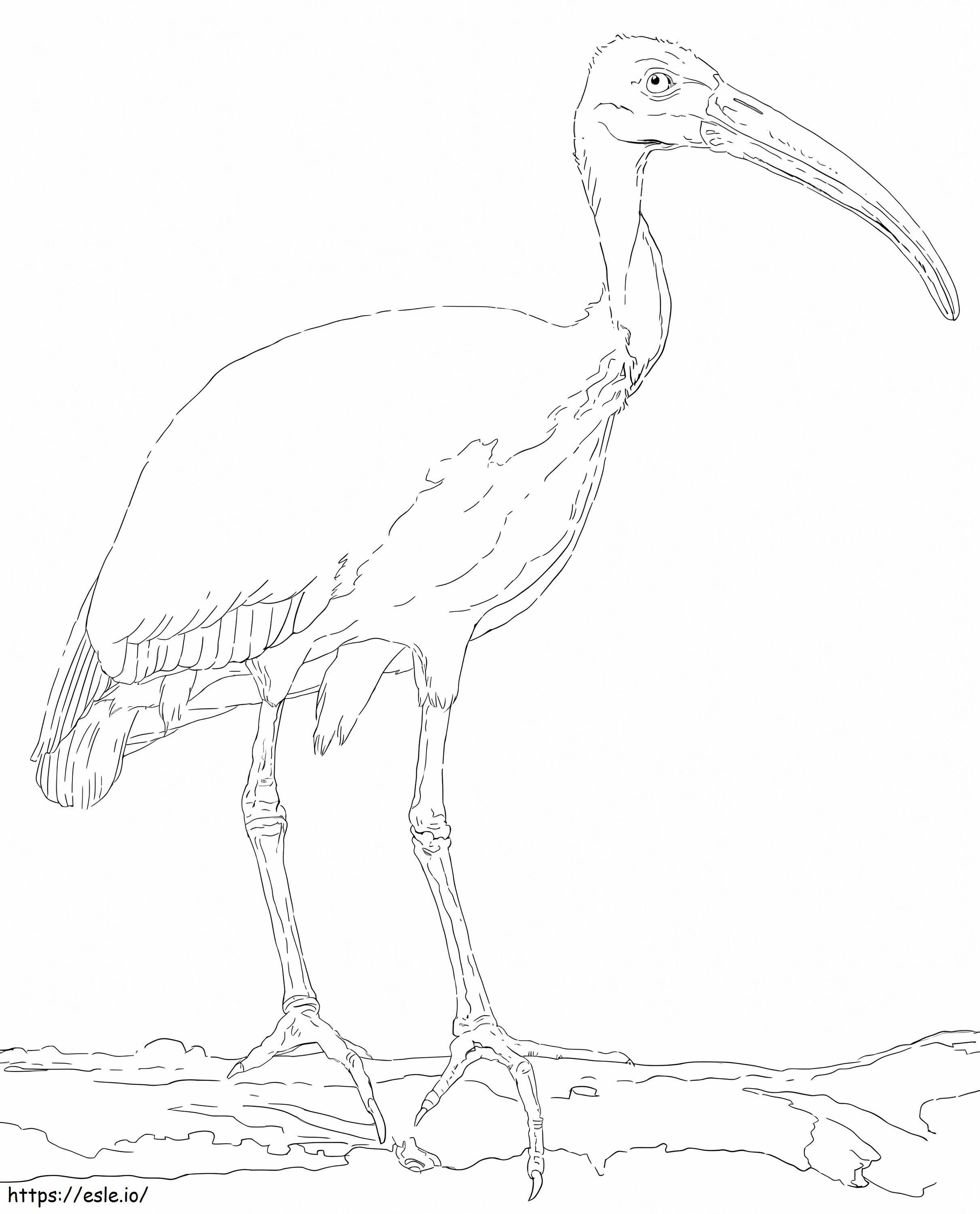 Coloriage Ibis à tête noire à imprimer dessin