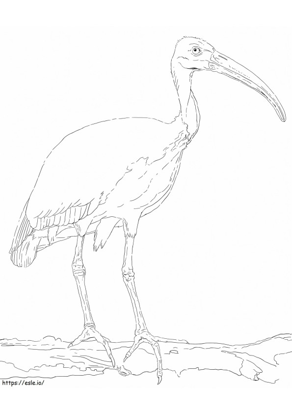 Coloriage Ibis à tête noire à imprimer dessin