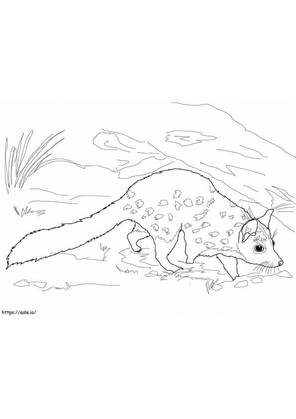Chuditch Ocidental Quoll