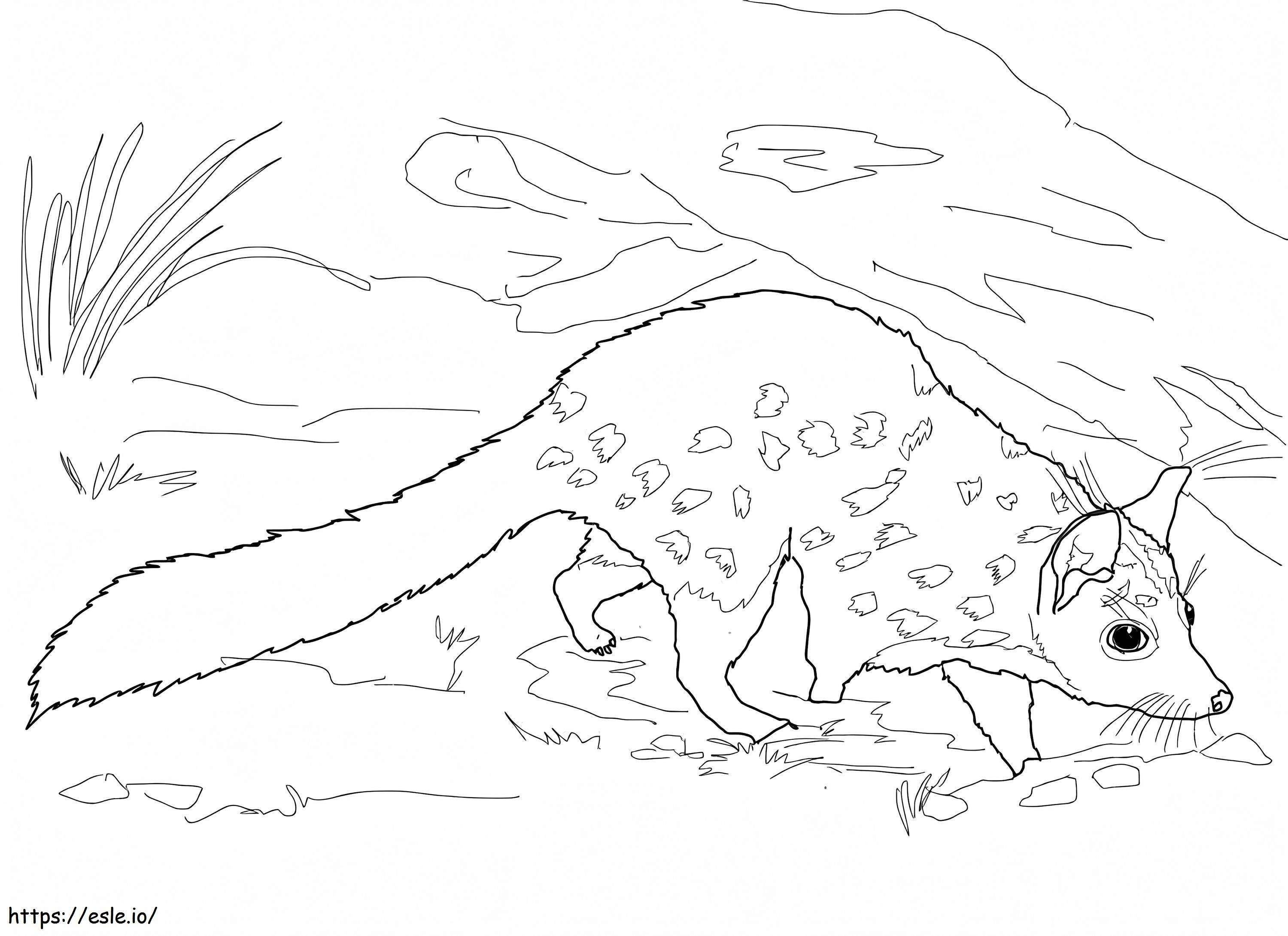 Chuditch Western Quoll coloring page